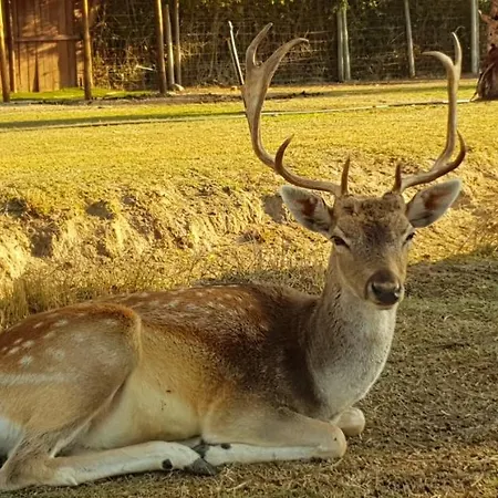 Quinta Das Origens *