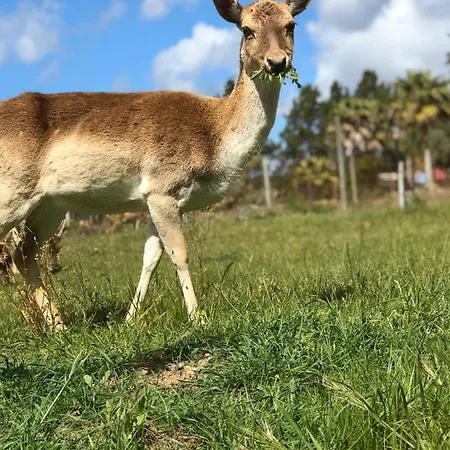 Quinta Das Origens