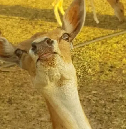Quinta Das Origens *